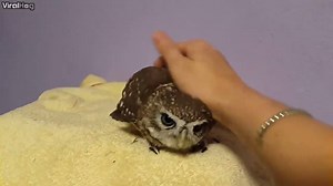 This owl loves getting his head scratched... 󾌴󾌴 Provided by: ViralHog | LADbible