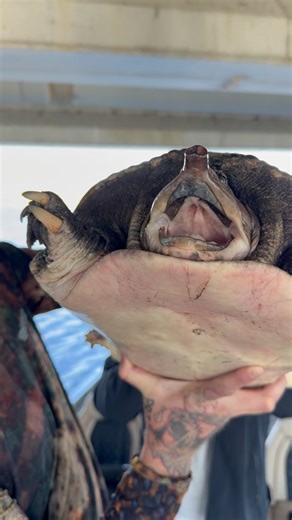 MASSIVE Soft Shell Turtle!