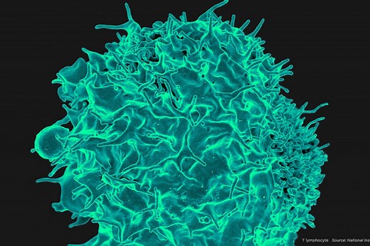 MSK: Pioneers of Cancer Immunotherapy Research