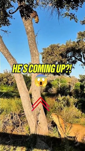 Leopard vs. Lioness: The Awkward Tree Climb! #wilddrama
