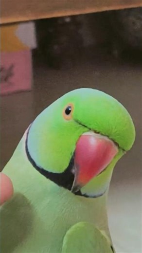 Cute Indian Ringneck parrot 😍🦜 #parrot #talkingparot #birds