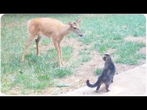 Cat Vs Deer | Standoff Between House Pet and Wildlife
