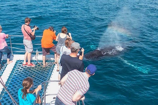 Best Time to Whale Watch in Southern California | Dana Point