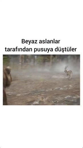 Vizyonda TR | Filmin Adı 🟰 Mufasa Aslan Kral Beyaz Aslanlar Tarafından Pusuya Düştüler Efsanesini Simba ve Nala'nın kızı aslan yavrusu Kiara'ya... | Instagram