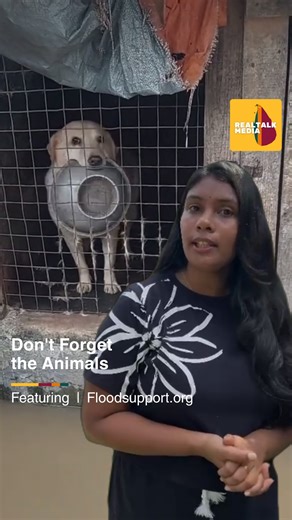 #REALTALK Sri Lanka on Instagram: "Animals are suffering in the floods too. 🐾 If you see a pet or wild animal in distress, please report it. Sri Lanka’s new platform gives equal priority to animals and humans. ➡️ Visit aid.floodsupport.org or use PickMe, Helakuru, or SMS 076 382 1133. Let’s protect every life. ❤️ #FloodReliefSL #SriLankaHelps #SLVolunteers #CommunitySupportSL #FloodSupport"