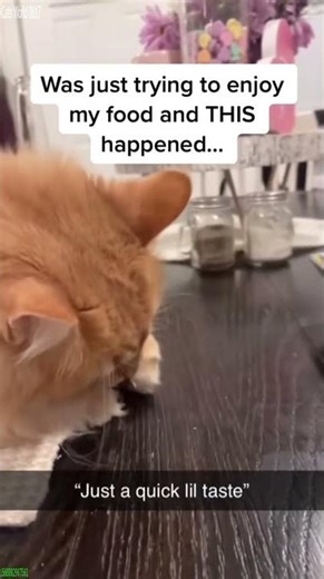 Cat Funny Videos 🐈‍⬛ #trending 🐱 # Ep 3940