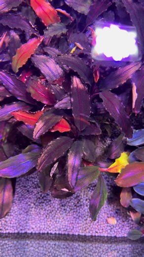 #aquaticplants #rareplant #buce #bucep #bucephalandra #aquarium #aquatic #aquatics #aquaticplantsforsale #xuhuongtiktok