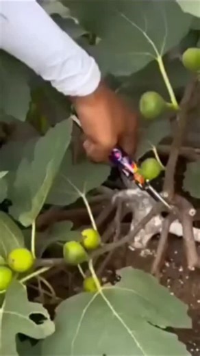 Nasir Wazir Ansari on Instagram: "Learn how to grow figs from cuttings. #figs"