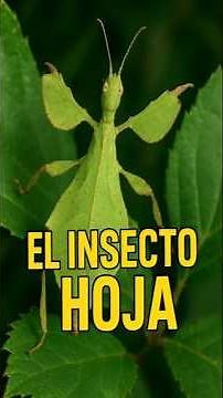 El Insecto Hoja (Phylliidae): El Maestro del Camuflaje