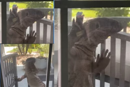 Watch viral: Florida home invaded by giant tegu lizard