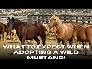 Choosing your Mustang, Load out Procedures and More! What to Expect when adopting a Wild Mustang