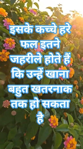 an alien invasive plant killing our ecosystem #environment #nature #ecology #health