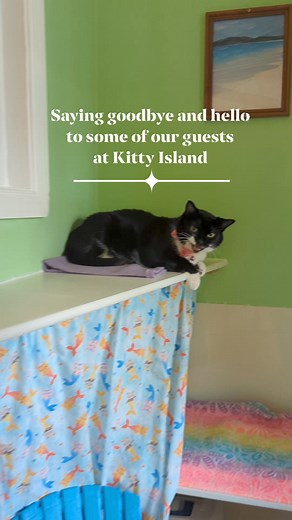 27K views · 661 reactions | Saying goodbye to a few and hello to Kitty Island Cat Hotel guests. #kittyisland #kittyislandcathotel #cathotel #ilovemyJOB | Katie Cats Sims | Facebook