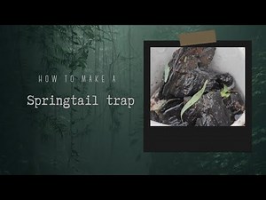 How to catch springtails with a simple trap || Wanderhaze #springtails #firstvideo