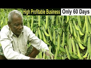 How to Start Business Pea Farming - How to Grow Peas - Peas Farming Business Ideas - Vegetable Farm