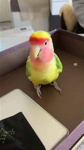 コザクラインコ14才〜老鳥もふもふPたん2〜 #コザクラインコ#老鳥#parrot #cute #birds #love #lovebirds