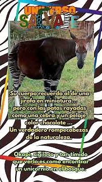 "Okapi: el unicornio secreto del bosque africano.