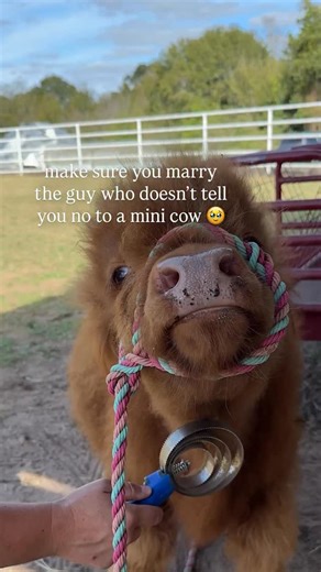 Or to cuddle mini cows 🐮❤️⬇️ 🥰 We offer mini cow cuddles to let your love for mini highland cows out as much as you want! 🐐 We also have baby goats, baby kangaroos, baby alpacas, and other animals for you to love at Milk & Honey Ranch! 📍 Milk & Honey Ranch | Burton, TX Here’s some of the fun to expect at Milk & Honey Ranch besides cuddling our animals: 🏡 Stay in Treehouses, Glamping Domes, Casitas, and tons of our unique stays! 🐄 Unforgettable animal encounters with mini Highland cows, bab