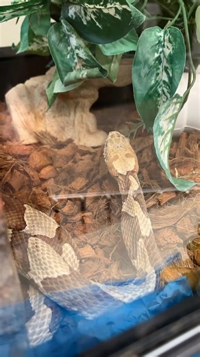 Check out our Northern Copperhead patient eating a pinky, no hands needed! This copperhead is the same we posted about in late January that had painful abscesses around retained fangs. Due to the pain in this snake's mouth, they also had not eaten, and this individual was dehydrated and emaciated on intake. This snake has completed a full round of antibiotics and the oral absecesses have resolved. They are now eating comfortably and heartily! We're slowly increasing the food amounts to allow thi