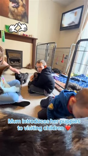 One of the very well known pieces of advice when sourcing a new puppy is to view the litter with their Mother. This video shows exactly why. Queenie does not live with children. We are an adult only household and I am not naturally drawn to children shall we say! Yet Queenie's stable and solid temperament absolutely shines through. Happy to welcome these 3 unfamiliar children into her home and completely at ease with all their interactions with her babies. My job is always to allow Queenie to ra