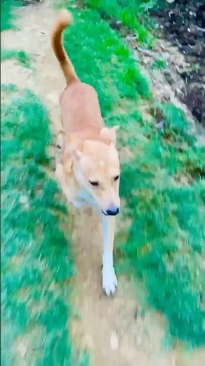 3-Legged Dog Runs Just as Fast as Other Dogs! 🐶🔥