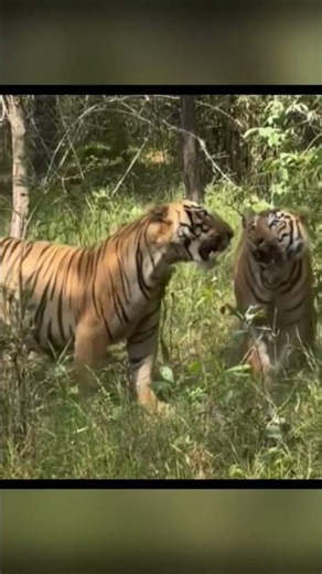 Who is the real king of the jungle? 🐅 vs 🦁