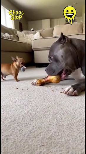 Bully x chihuahua | chihuahua dog