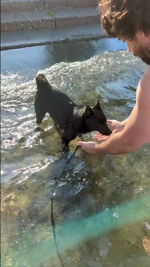 Adorable Schipperke Puppy's First Splash at the Lake!