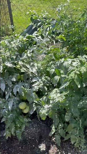 Using Sevin Insect Killer Dust to protect my garden