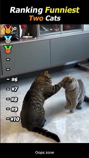 I Ranked The Funniest Moments Between Two Cats Who Shared ONE Brain Cell! 🐾😂