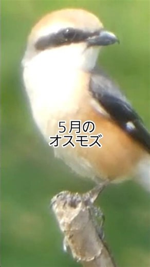 5月のおすモズ#野鳥pv#モズ#鳥類