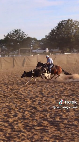 Tom Shea's Epic Campdrafting Skills