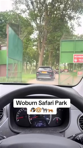 @daysout_with_alfieandrach on Instagram: "An absolutely amazing, fun filled family day out at the safari park✨ 🚘 a drive through (need access to a car) and a walk through safari park 🏃‍♀️ huge indoor soft play, outdoor bouncy castle, huge slides, mini off-road driving circuit for children aged 3-8, train ride, swan boat rides 🦓 safari hangout : can meet children’s favourite Tv characters like Bluey 💰 under 3s go free @woburn_safari #safaripark #kidsdayout #woburnsafaripark"