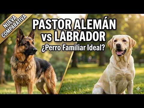 Pastor Alemán o Labrador: ¿Cuál es el MEJOR para vivir con NIÑOS?