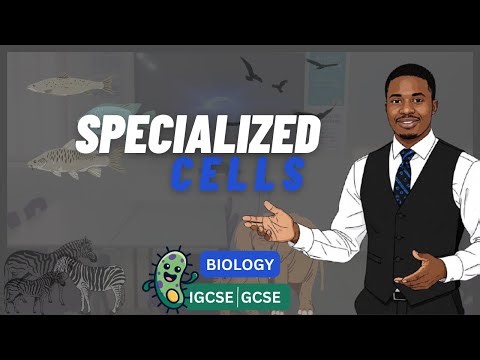 SPECIALIZED CELLS FOR IGCSE AND GCSE BIOLOGY