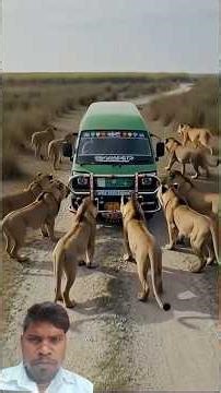 Sher ne Gujarati raste mein rok liya bhai log ko