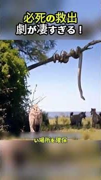 必死の救出劇が凄すぎる！ #ニシキヘビ #ハイエナ #野生動物 #動物の戦い #弱肉強食