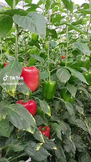 Growing Bell Peppers in a Greenhouse: A Visual Guide