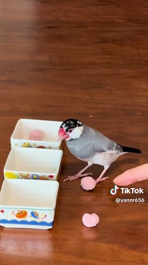 文鳥の芸を楽しもう！