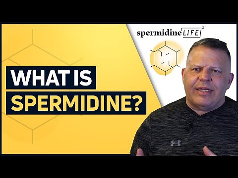 What is Spermidine?