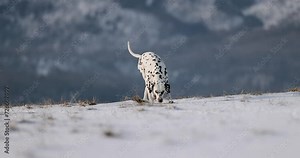 Beautiful dalmatian dog running in slow motion on snowy field in a sunny winter day. Snow mountains in background. Nice nature. Kicking snow. Eating ice and grass. No collar. 4k 120fps