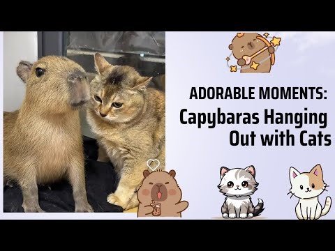 Adorable Moments: Capybaras Hanging Out with Cats | Funny & Cute Animals Video Collection