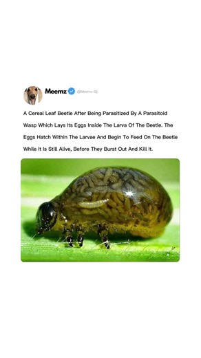 Parasitic Wasp Larvae Bursting from Beetle