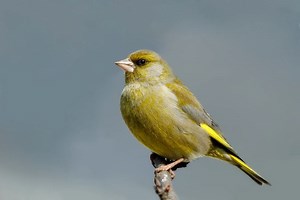 European greenfinch - Alchetron, The Free Social Encyclopedia