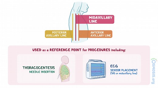 Midaxillary Line: What Is It, Location, Function, and More | Osmosis