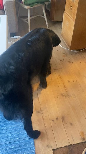 Brorsan er en ung hannhund på snart 2 år 🥰 Kvikk og leken, men veldig snill med de små ❤️ Med så stor forskjell i størrelse er det viktig å passe på så det ikke blir for voldsomt for de små😊 | Kennel Arminzera