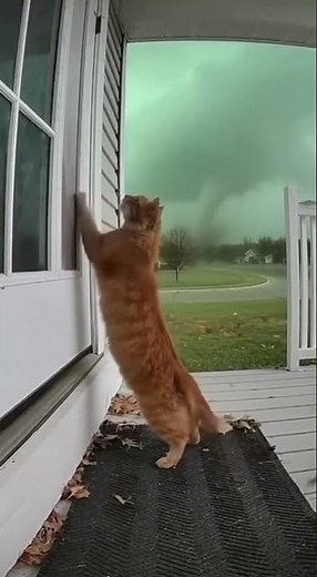 Tornado Lifts Cat from Porch in Kansas – Realistic CCTV AI Simulation