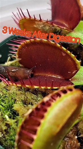 🫠🫠SLUG AFTERMATH 🙃🙃 Dissecting the Venus fly trap that ate the slug after digesting it for a little over 3 weeks. #carnivorousplant #tropicalplants #venusflytrap #flytrap #nepenthes #drosera #sundew | Carnivorous Plants
