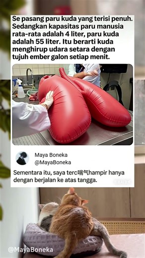 Ukuran Paru Paru Kuda yang Sangat Luar Biasa, Paru Kuda, Biologi