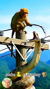 Buti na lang matalino si Moymoy #snakevsmonkey #FunnyVideos | Rey Osorio